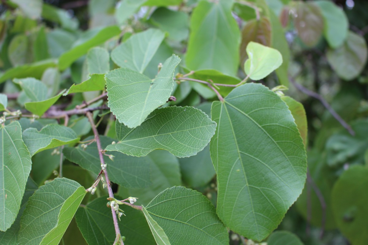 Grewia tiliifolia Vahl